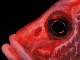 sqirrelfish